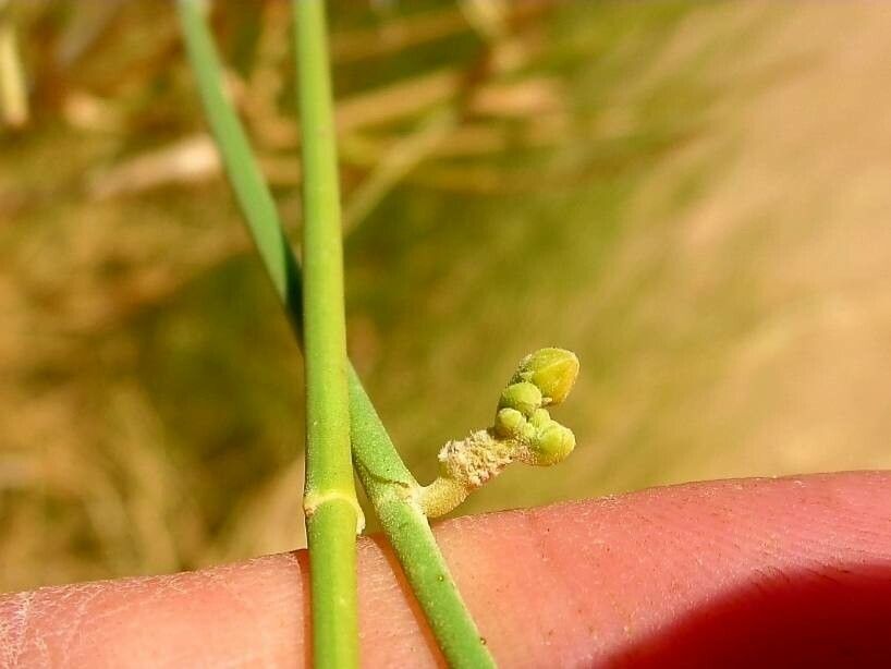 Leptadenia pyrotechnica flower