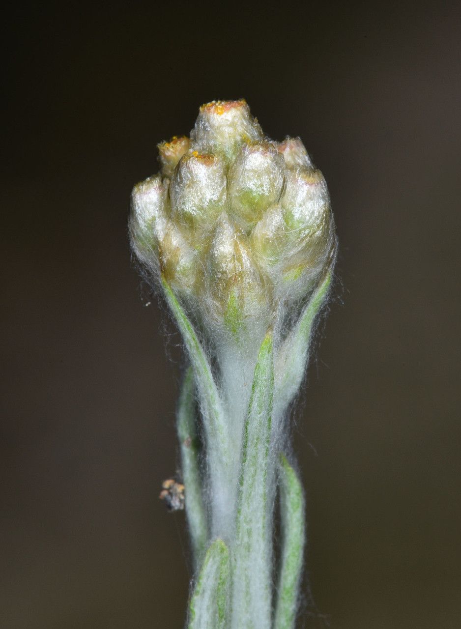 Gnaphalium palustre flower