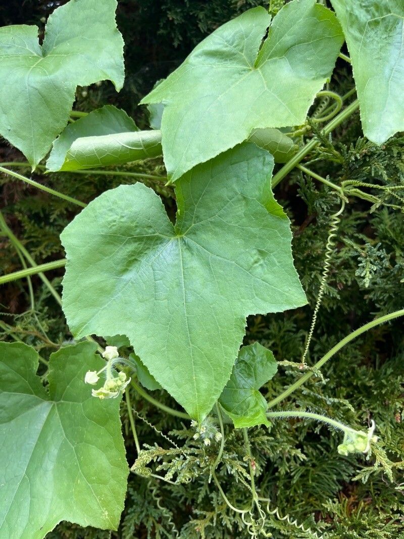 Sicyos angulata — related species from the same genus