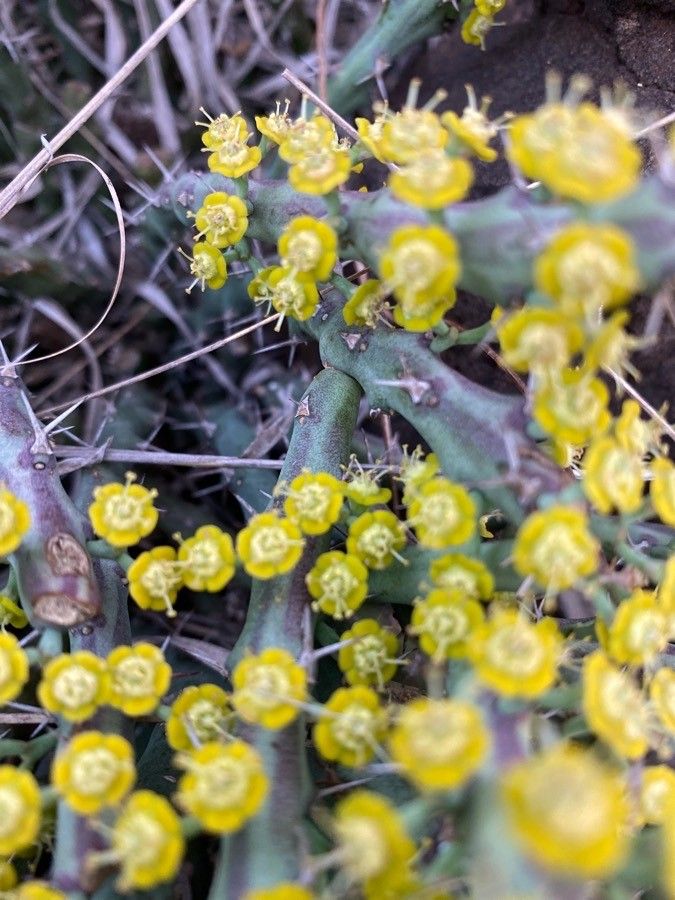 Euphorbia graciliramea bark