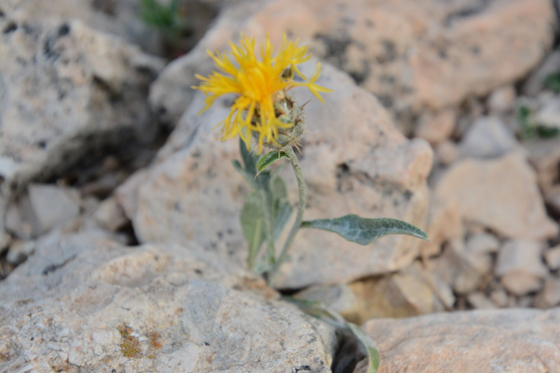 Centaurea granatensis flower