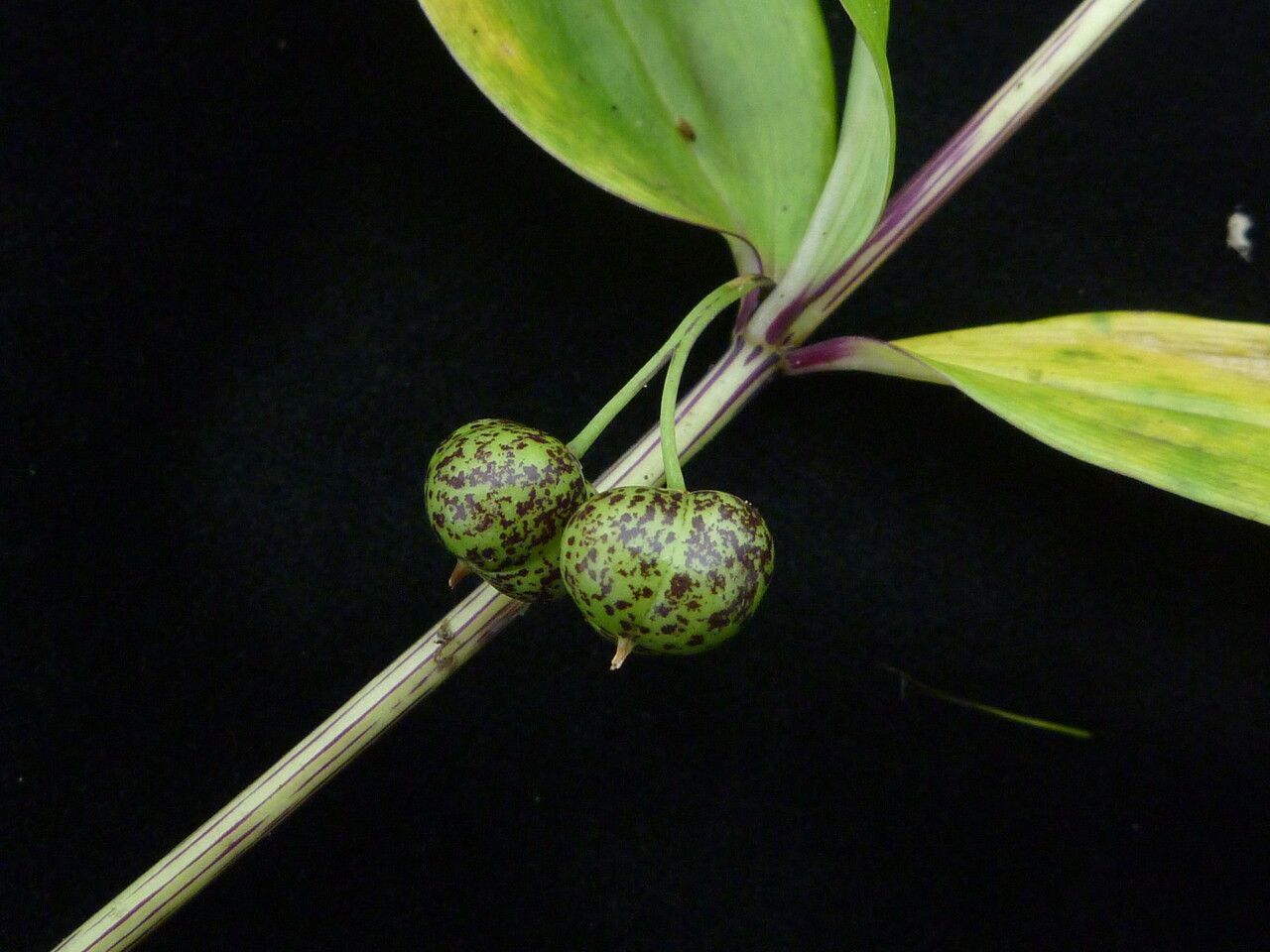 Polygonatum singalilense — houseplant care guide