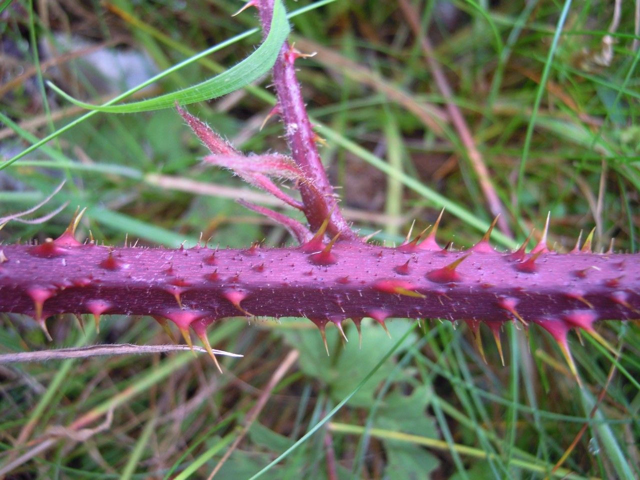 Rubus coombensis bark