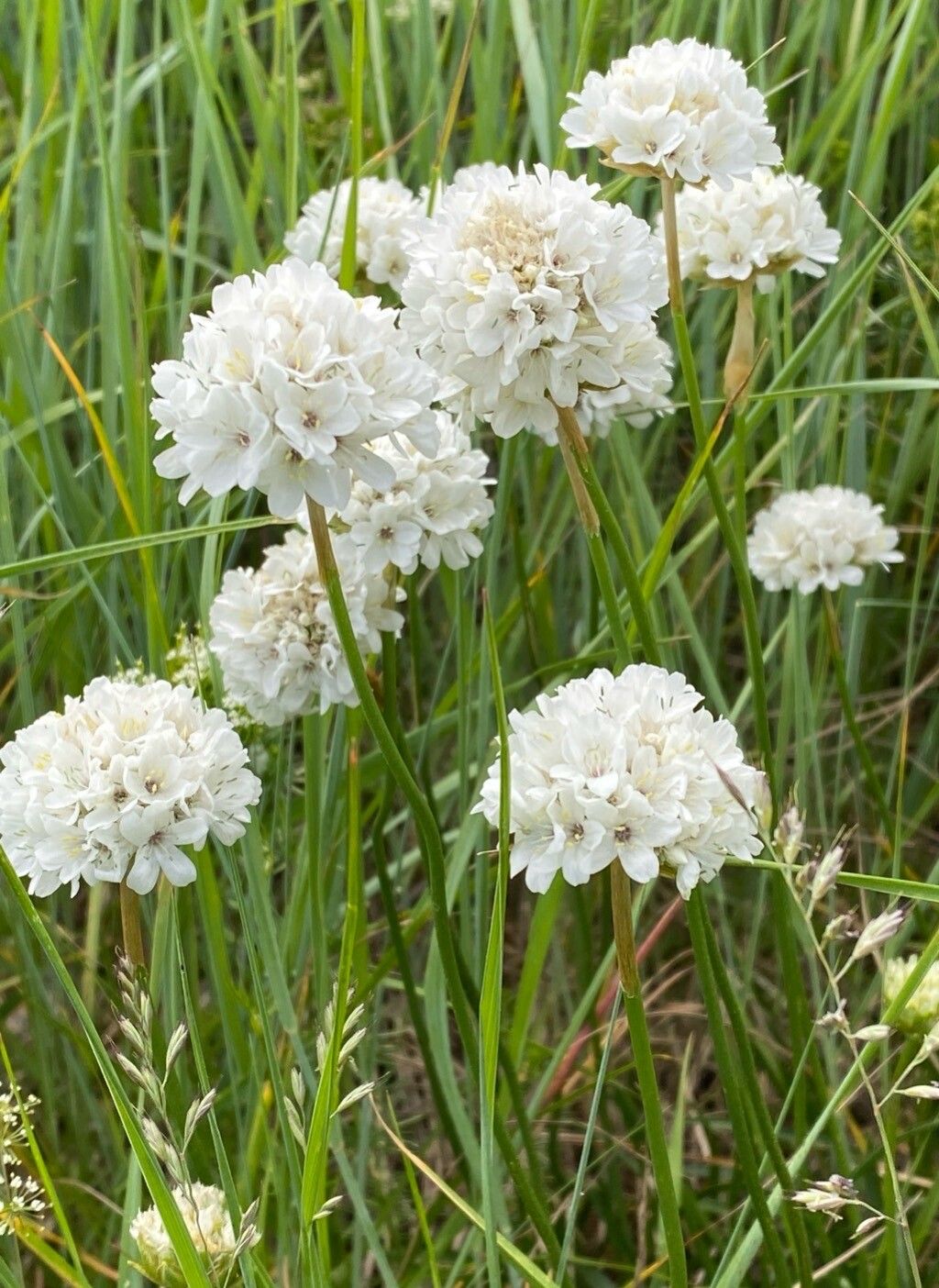 Armeria pubinervis habit