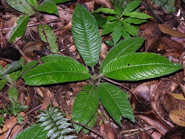 Lasianthus panamensis — houseplant care guide