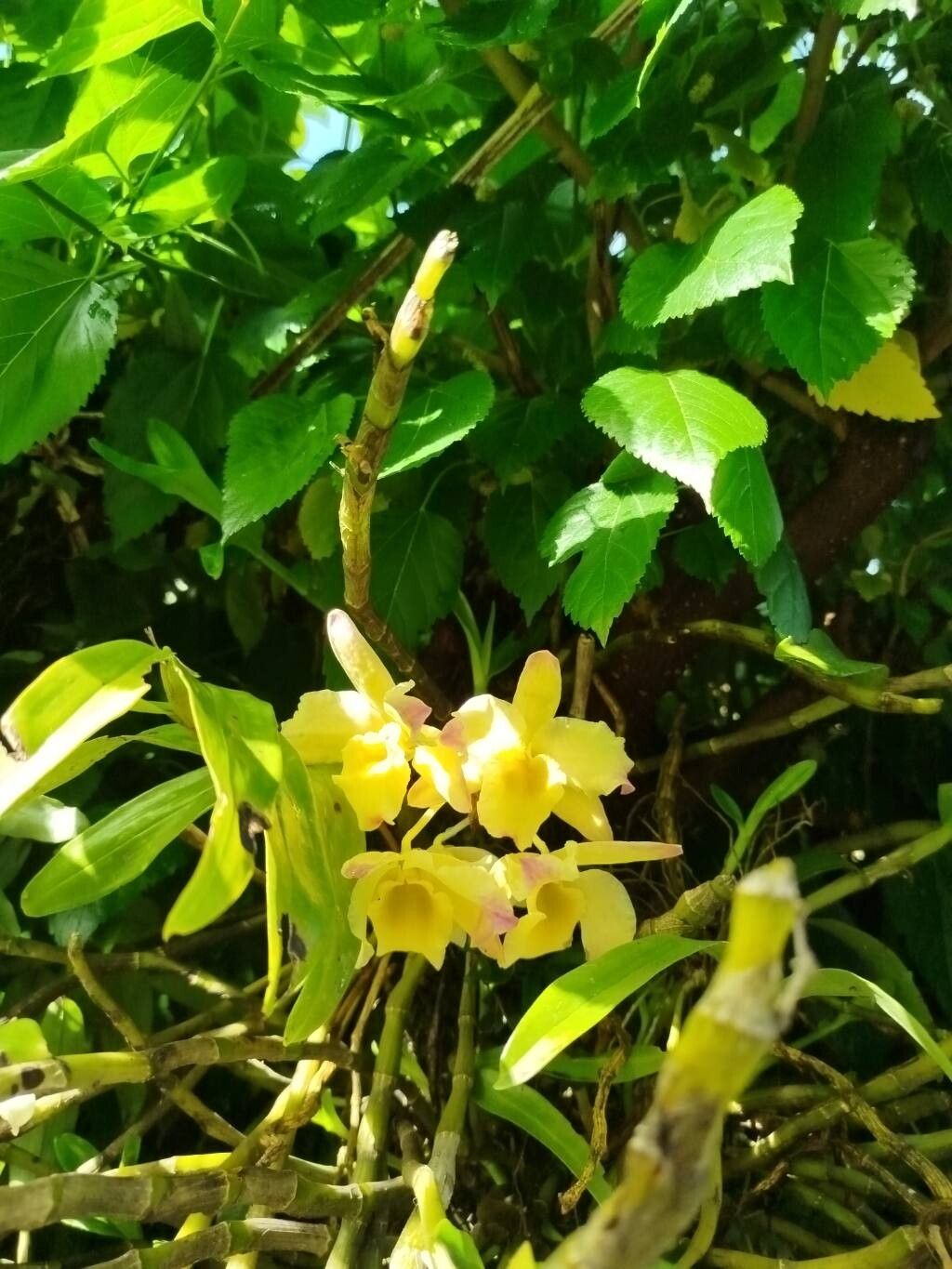 Cattleya luteola flower