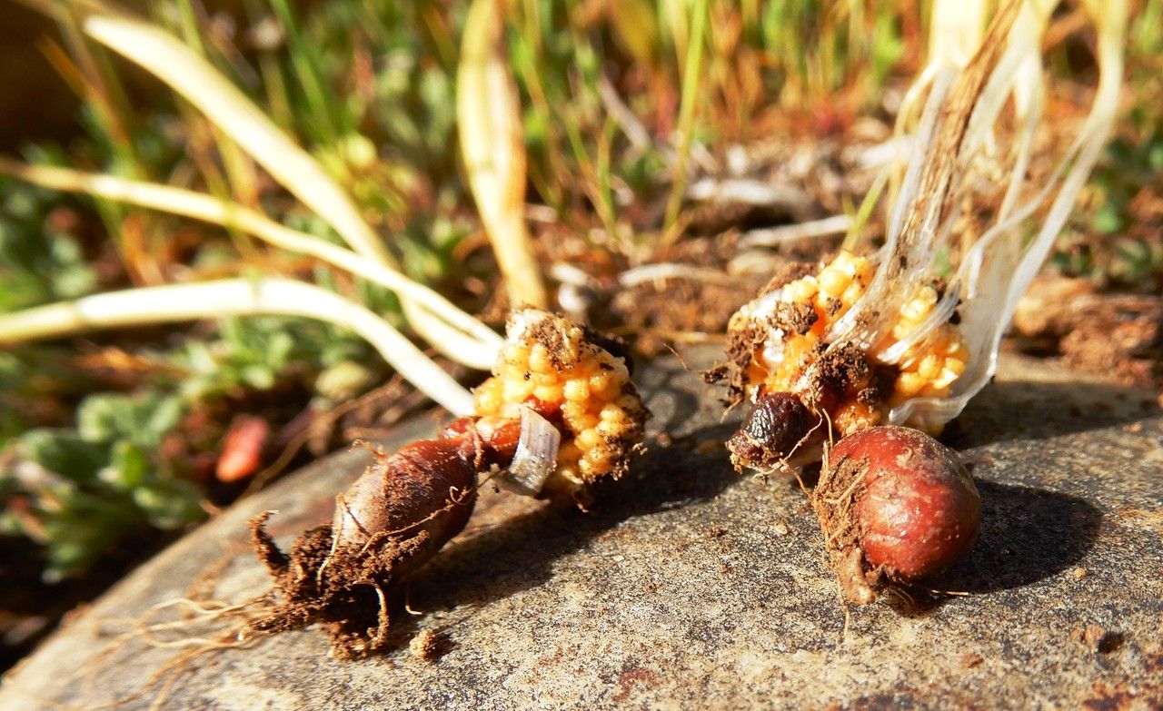 Gagea lacaitae fruit