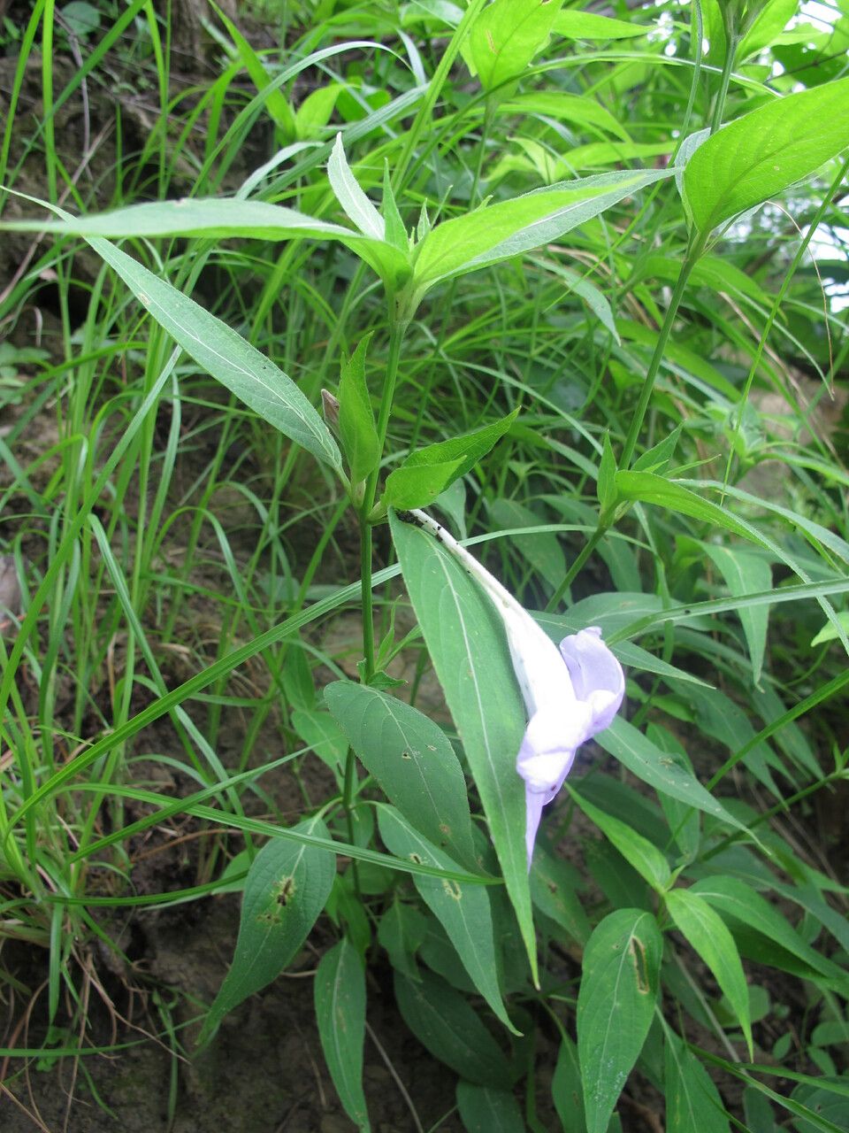 Ruellia beddomei habit