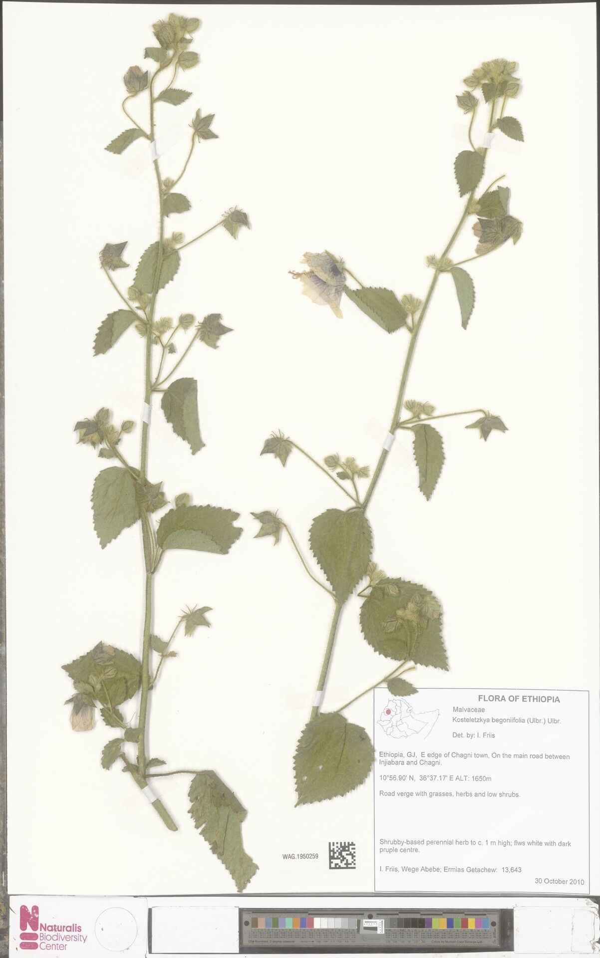 Kosteletzkya begoniifolia — related species from the same genus