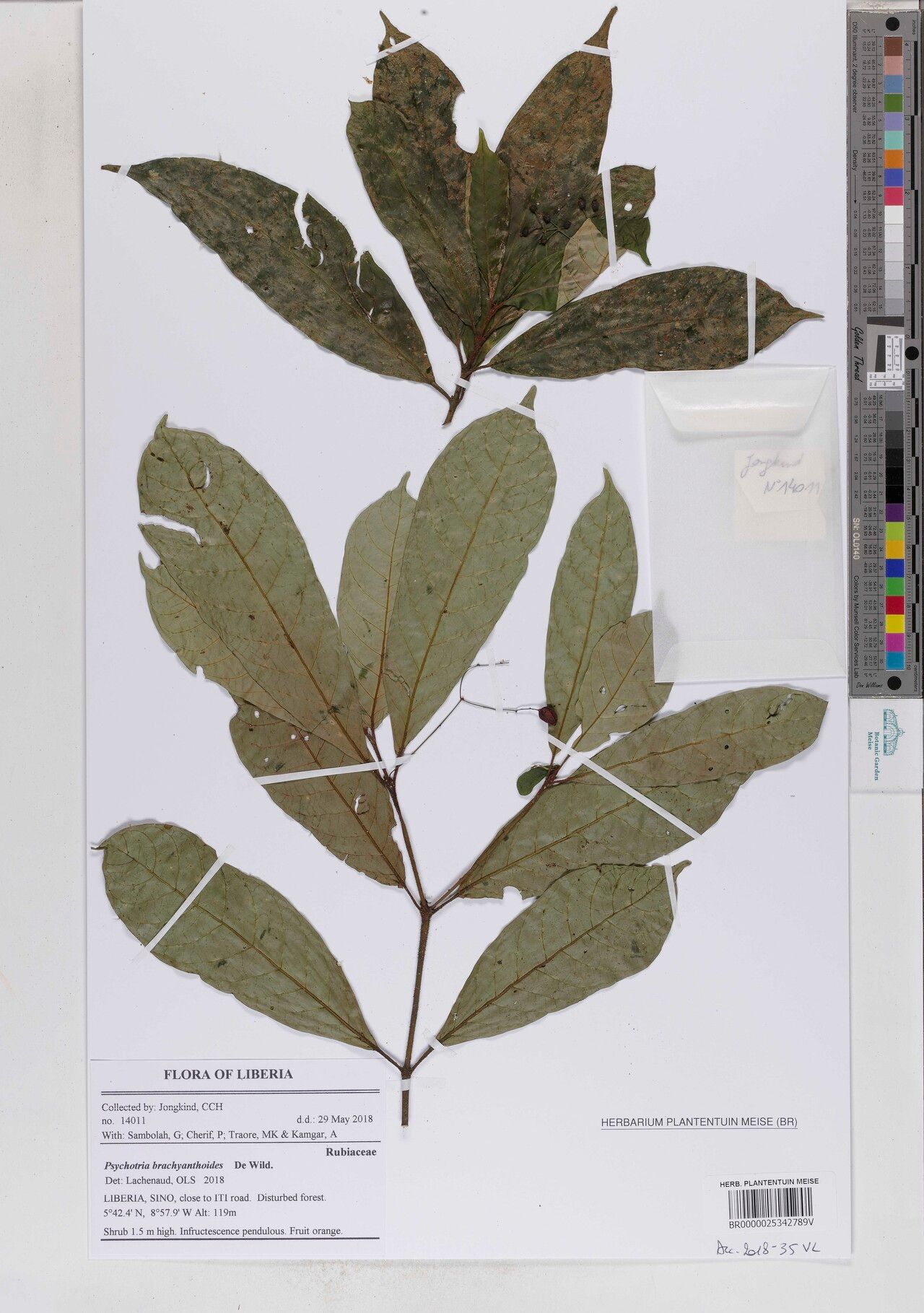 Psychotria brachyanthoides — houseplant care guide