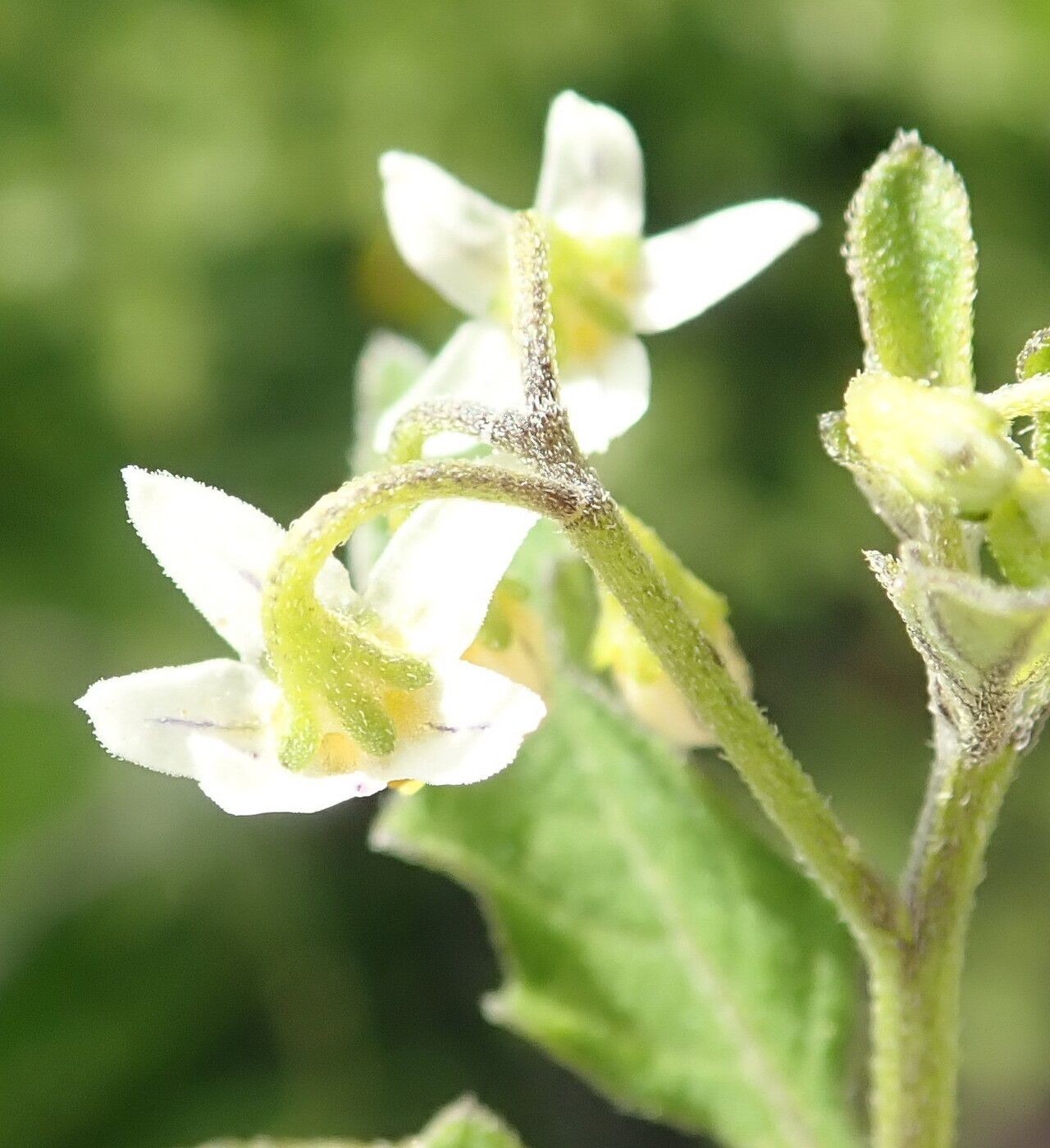 Solanum retroflexum flower