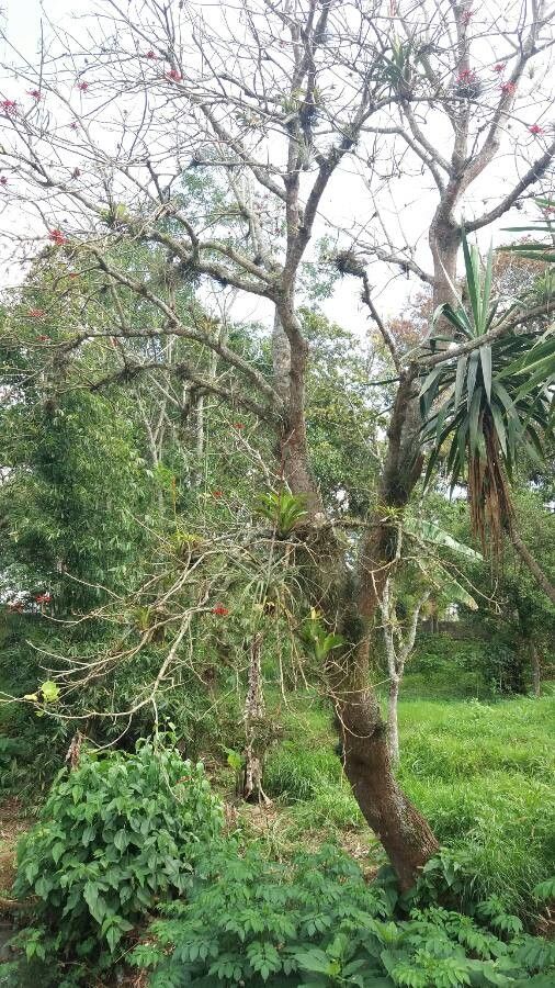 Erythrina americana bark