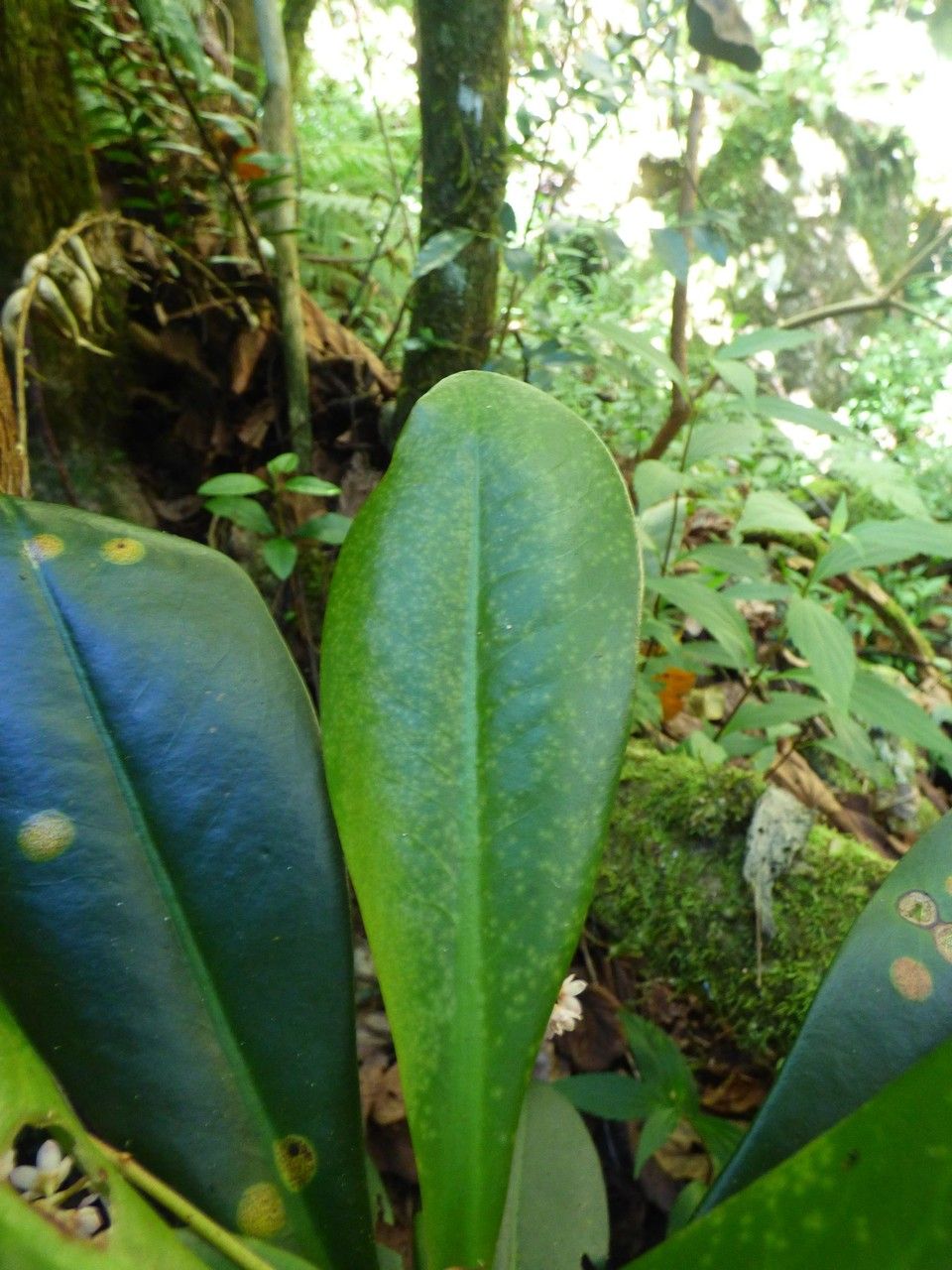 Badula barthesia leaf