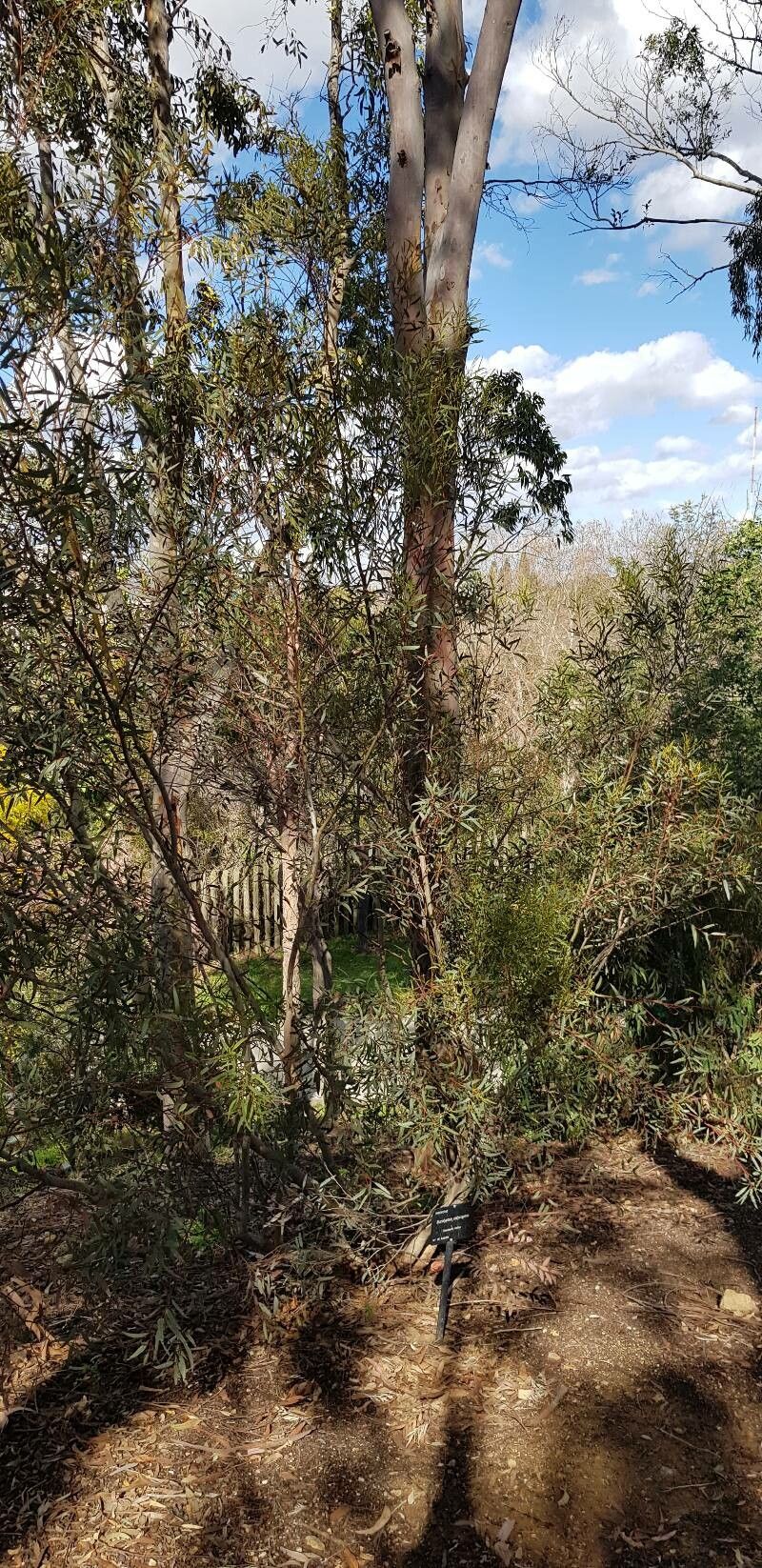 Eucalyptus calycogona habit