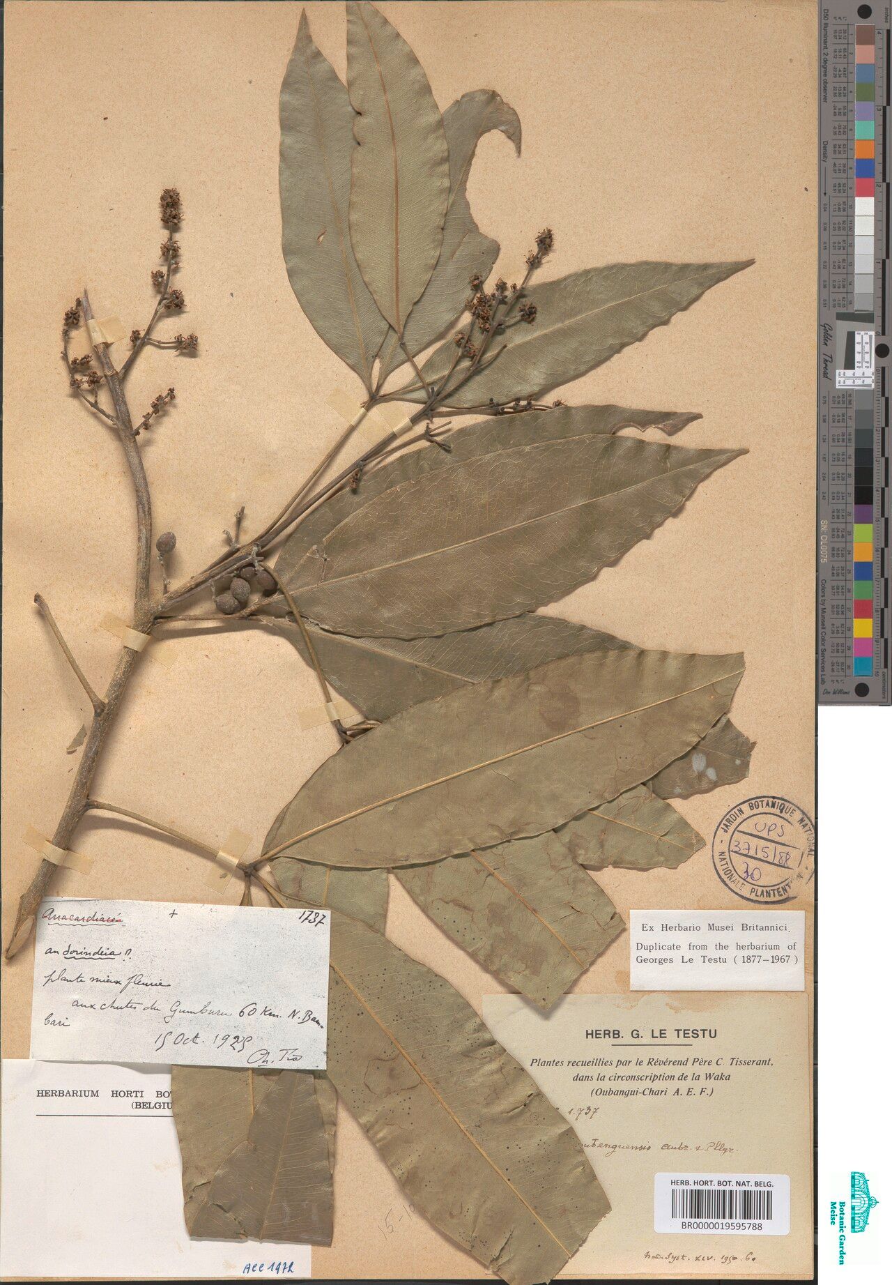 Vepris oubanguensis — search result for 'Vepris'