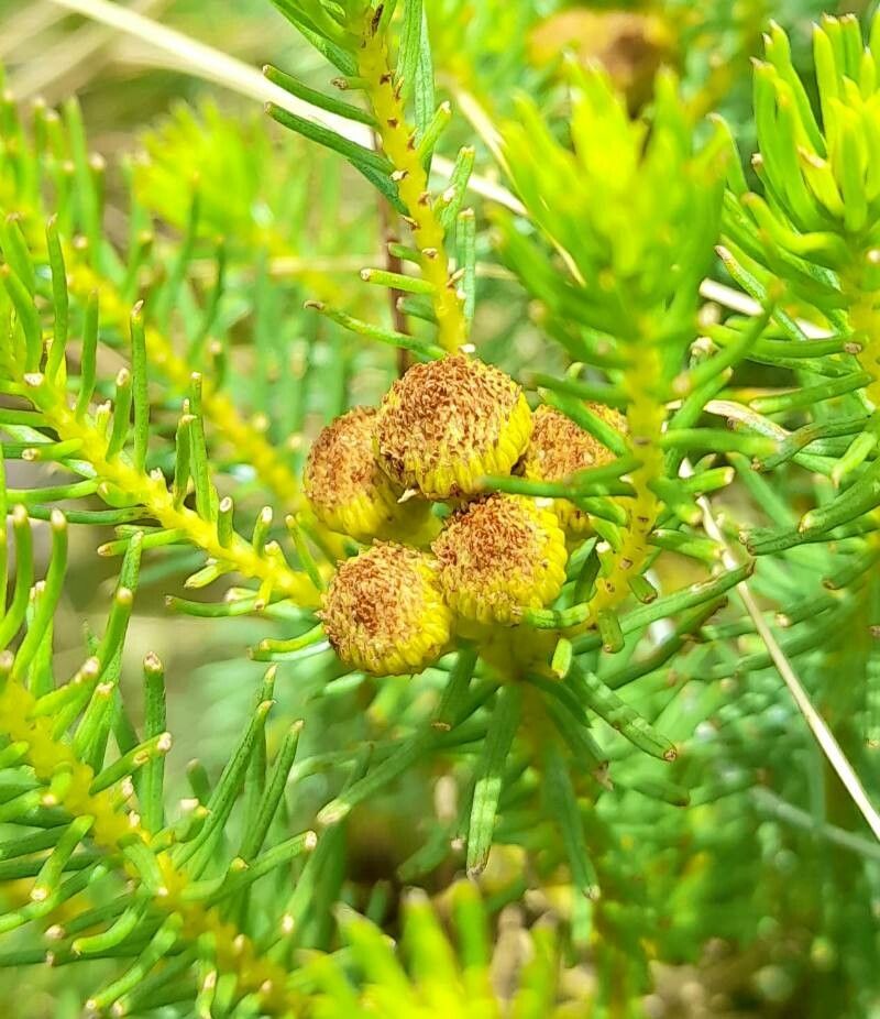 Baccharis aliena flower