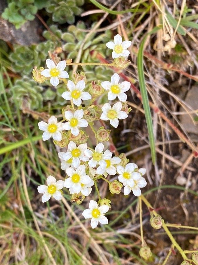 Saxifraga paniculata flower
