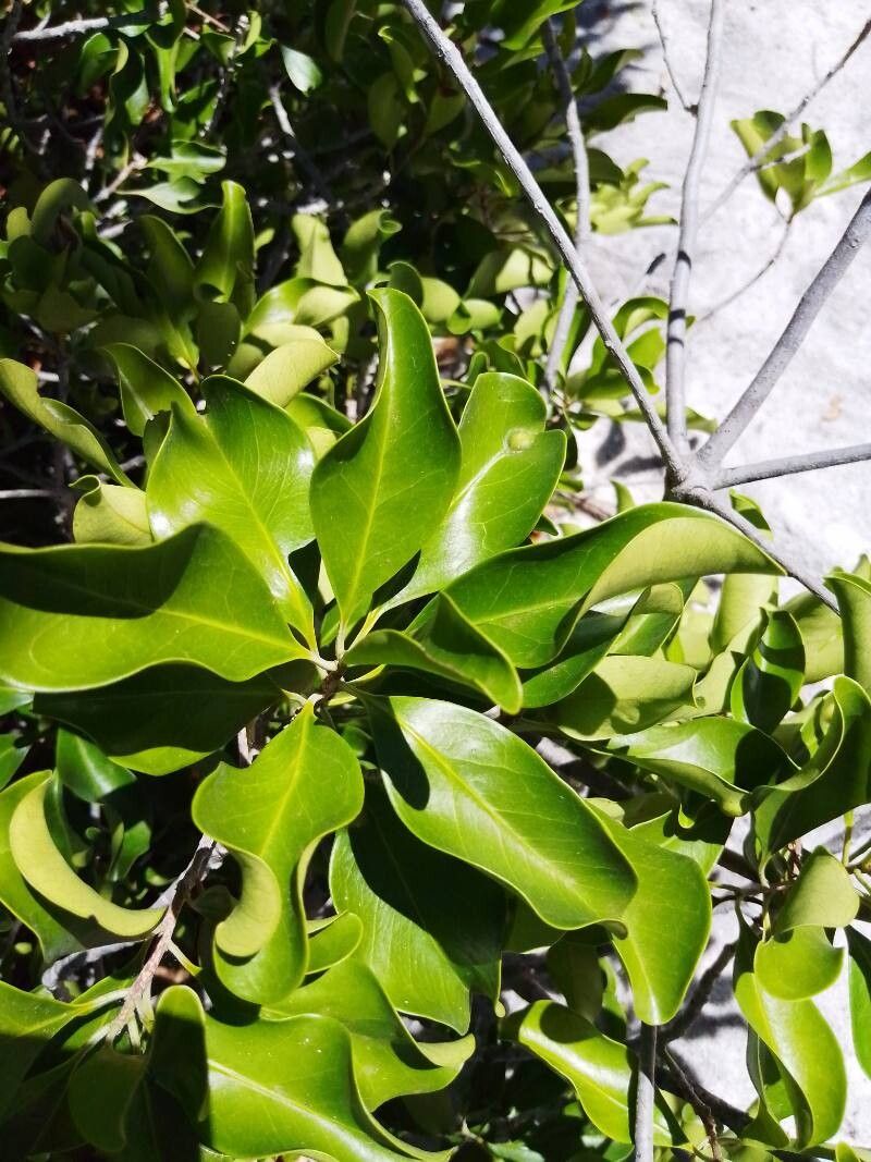 Mimusops capuronii — houseplant care guide