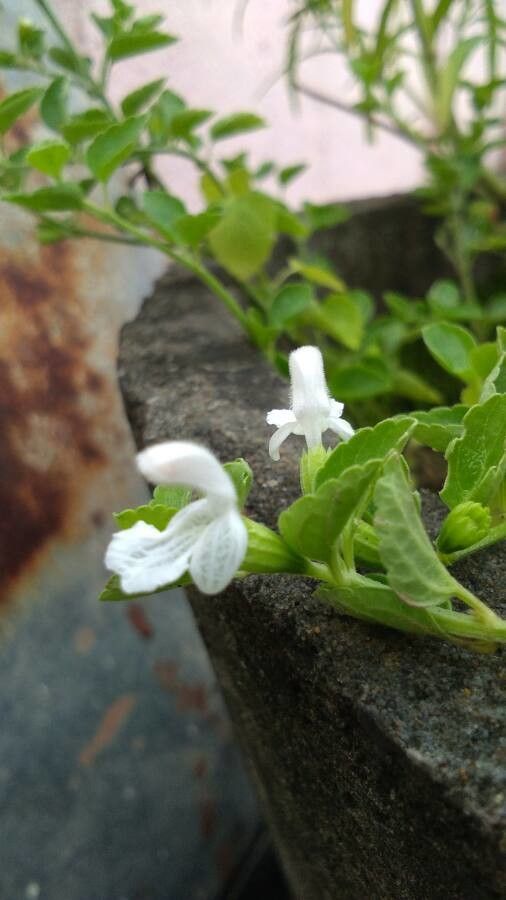 Leucas biflora — related species from the same genus
