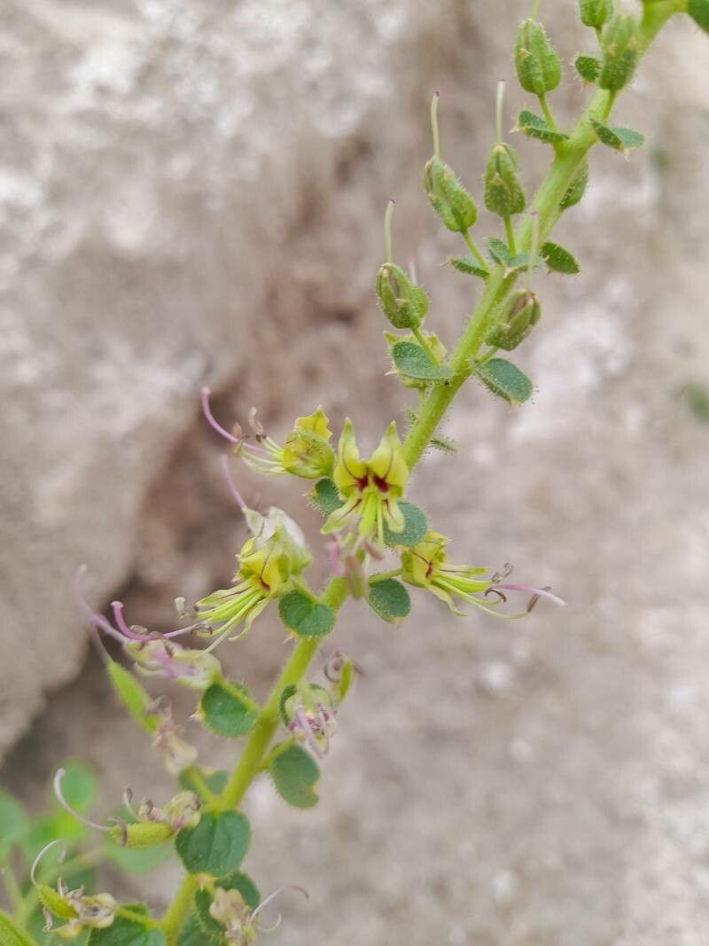 Cleome fimbriata flower