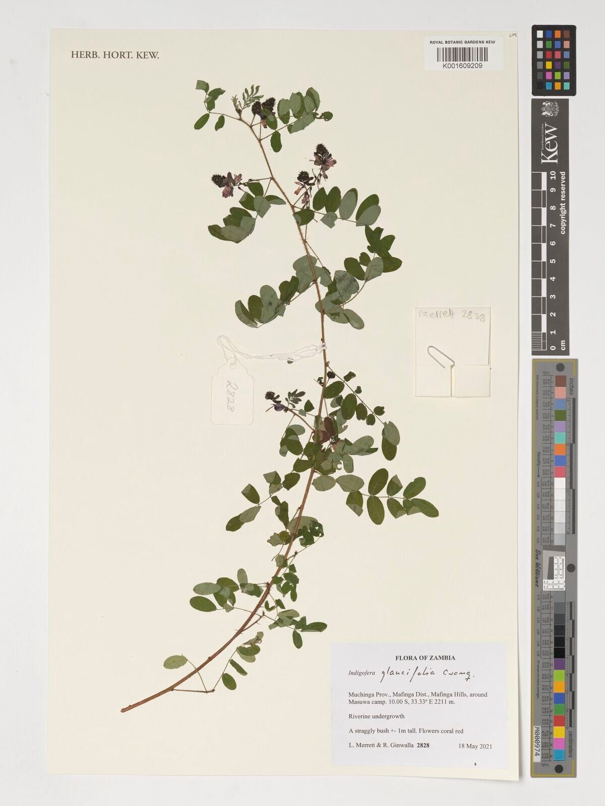 Indigofera glaucifolia — houseplant care guide