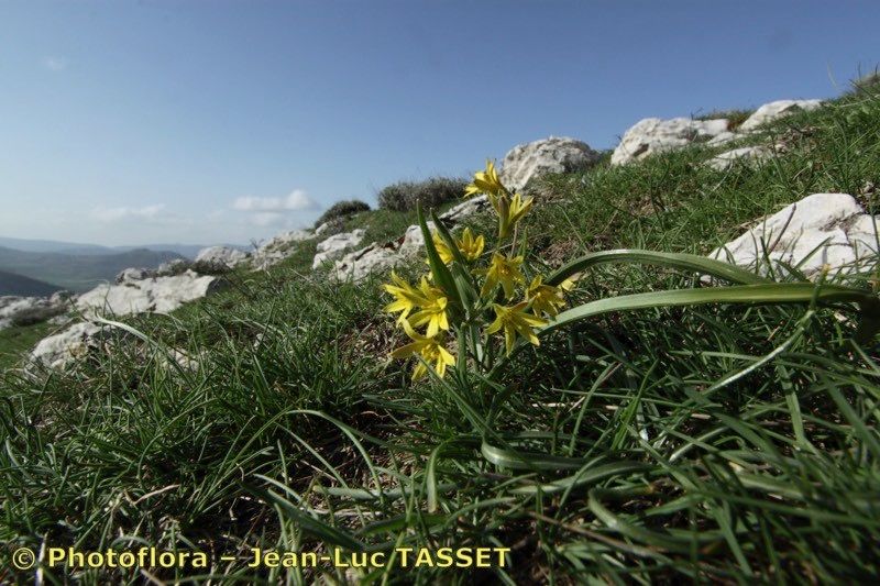 Gagea reverchonii habit