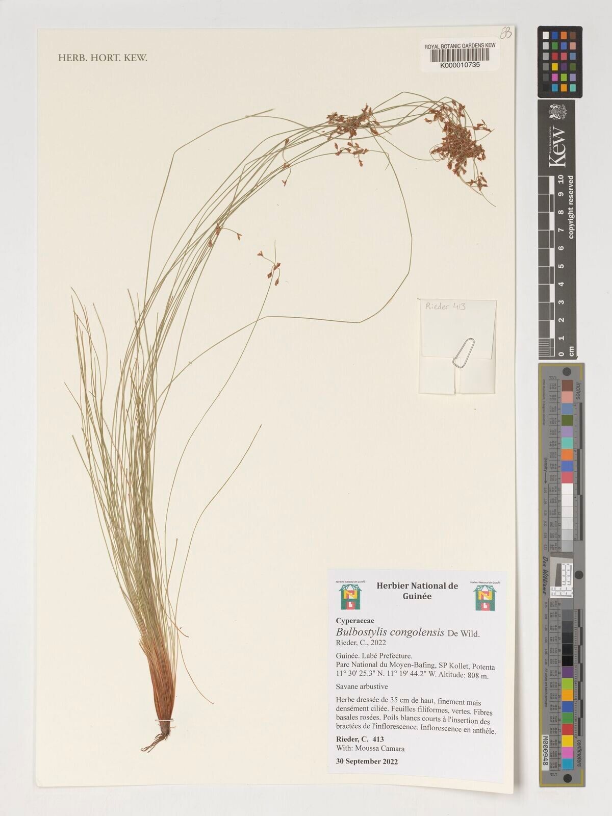 Bulbostylis congolensis — houseplant care guide