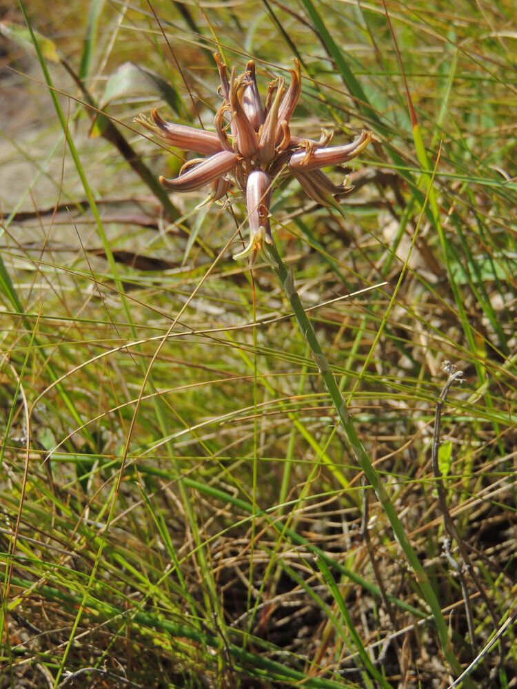 Aloe myriacantha habit