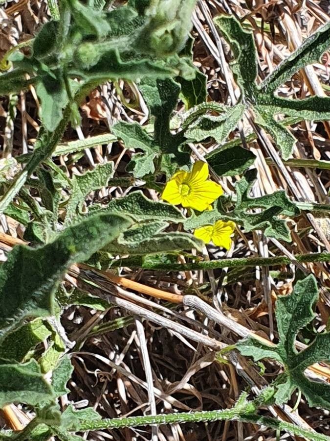 Cucumis ficifolius flower