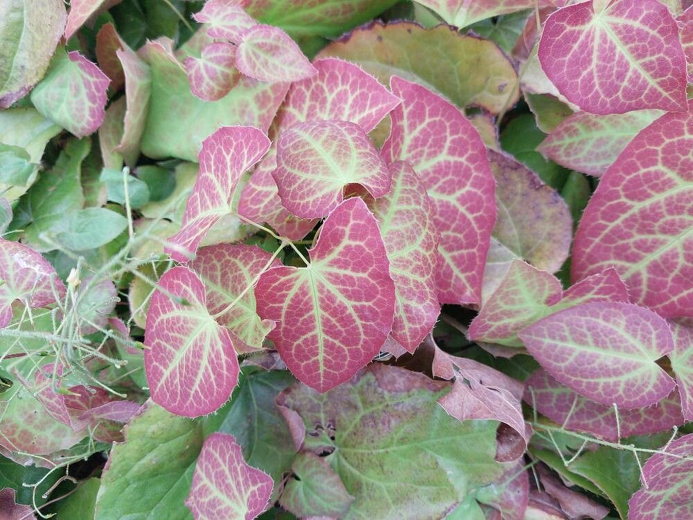 Epimedium × perralchicum — houseplant care guide