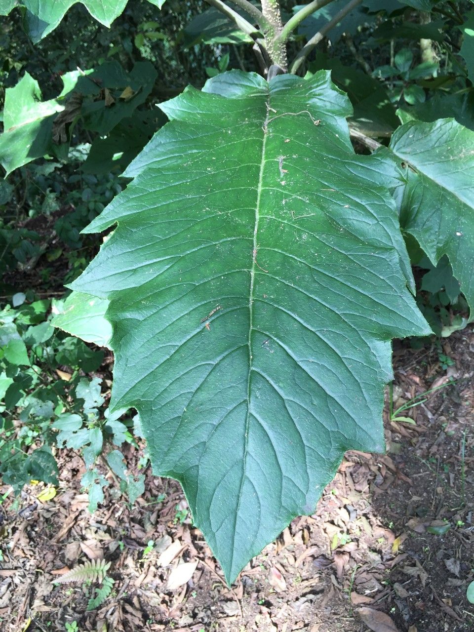 Alternanthera pycnantha — search result for 'Alternanthera'