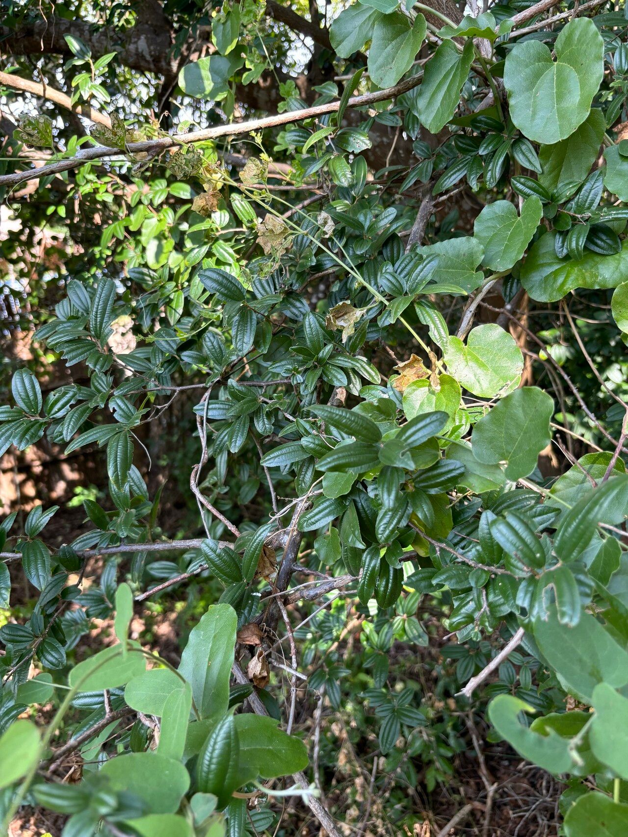Ziziphus pubescens habit