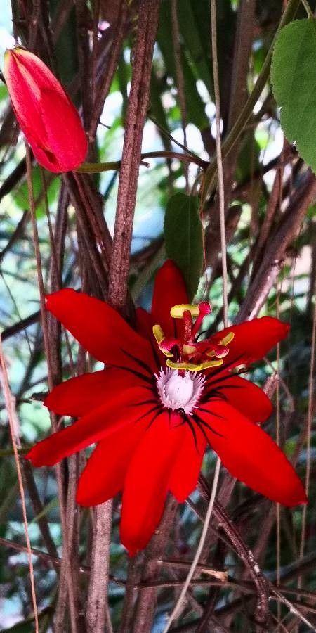Passiflora miniata flower