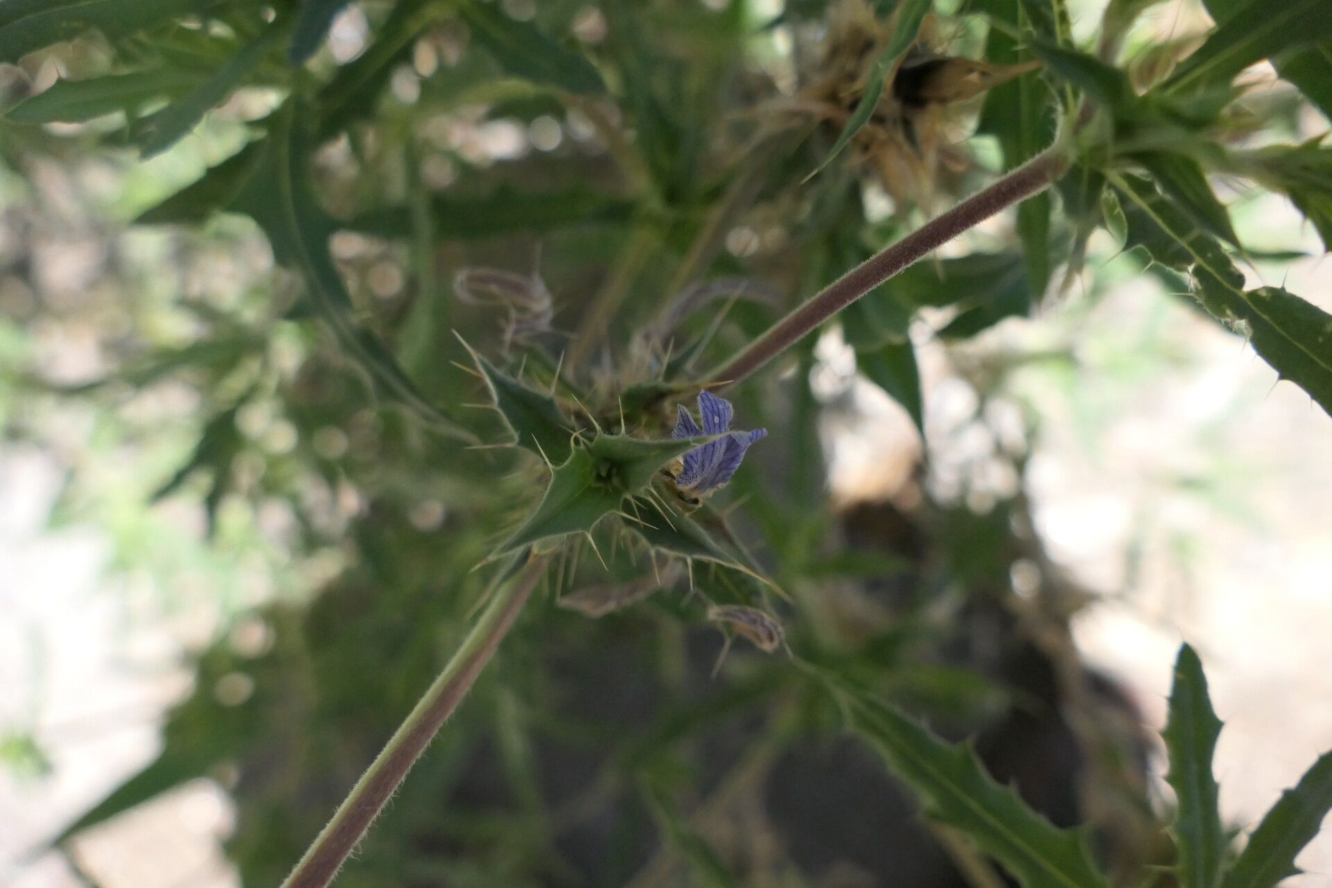 Blepharis obmitrata flower