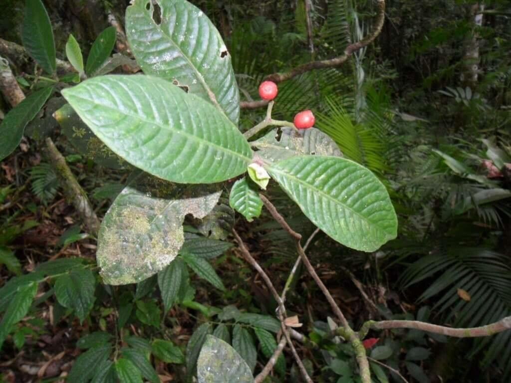 Psychotria psychotriifolia — houseplant care guide