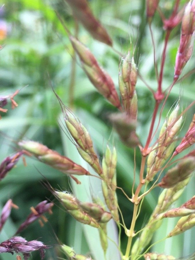 Spodiopogon sibiricus flower