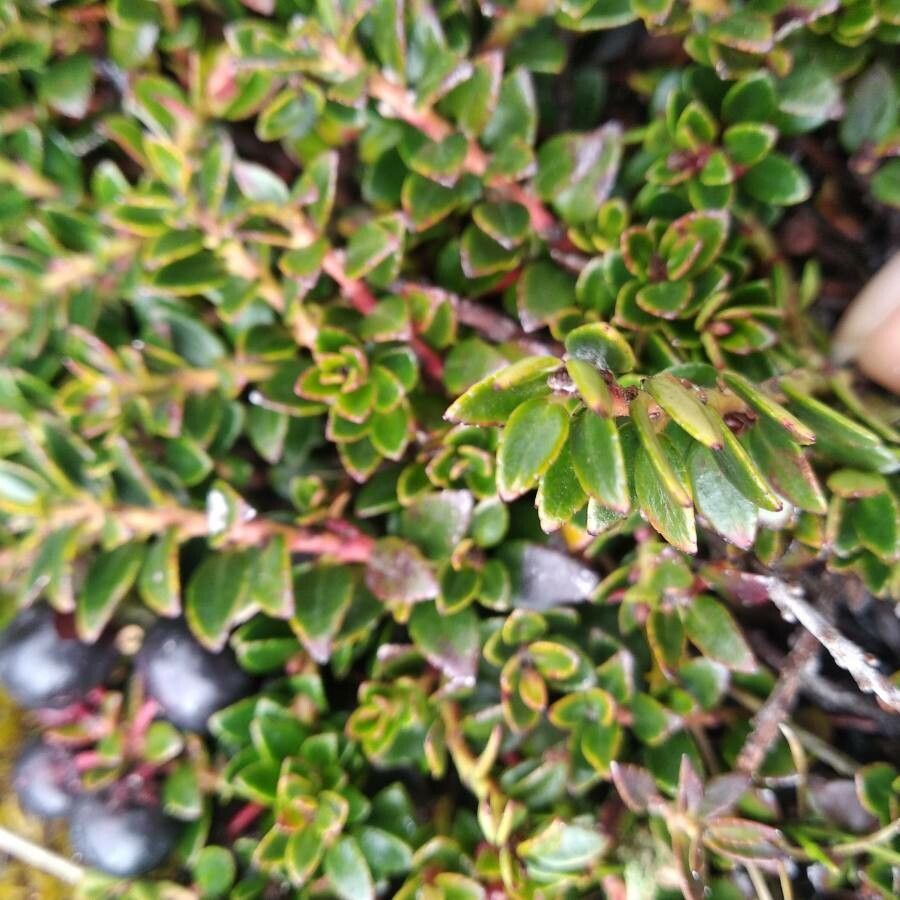 Gaultheria myrsinoides leaf