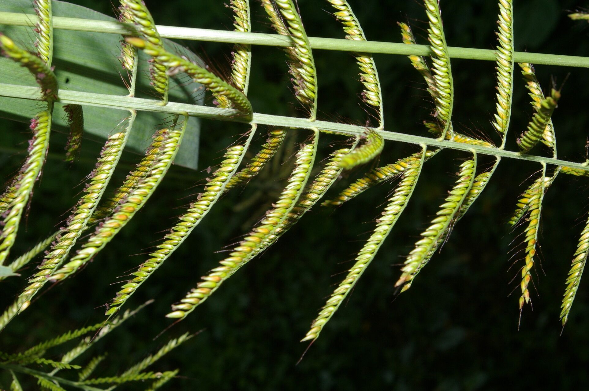 Ixophorus unisetus flower