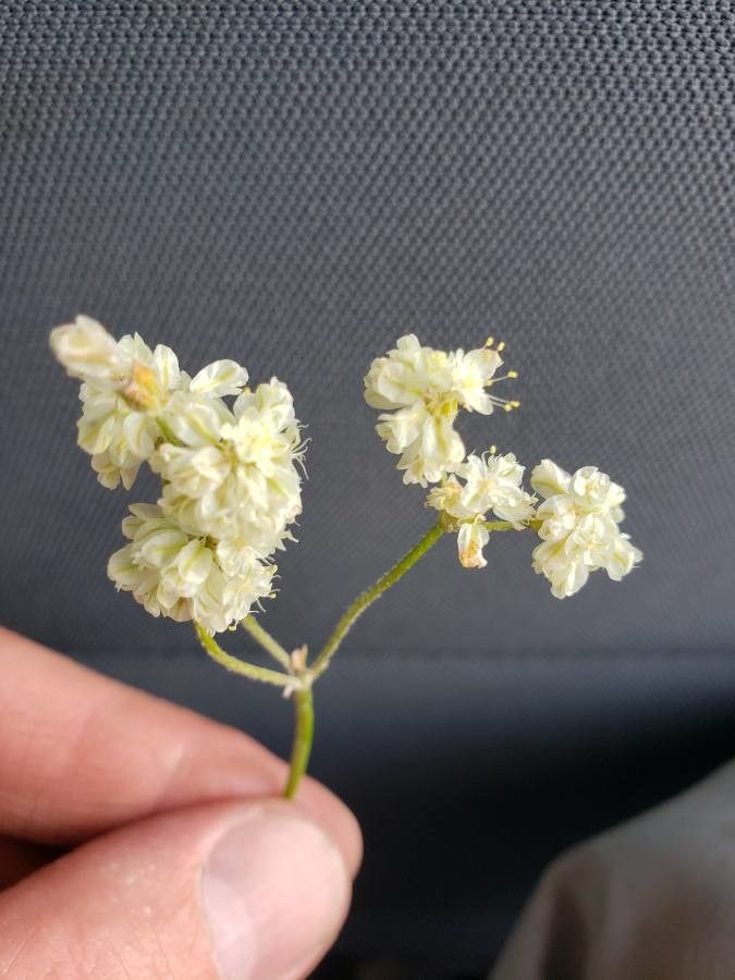 Eriogonum strictum flower
