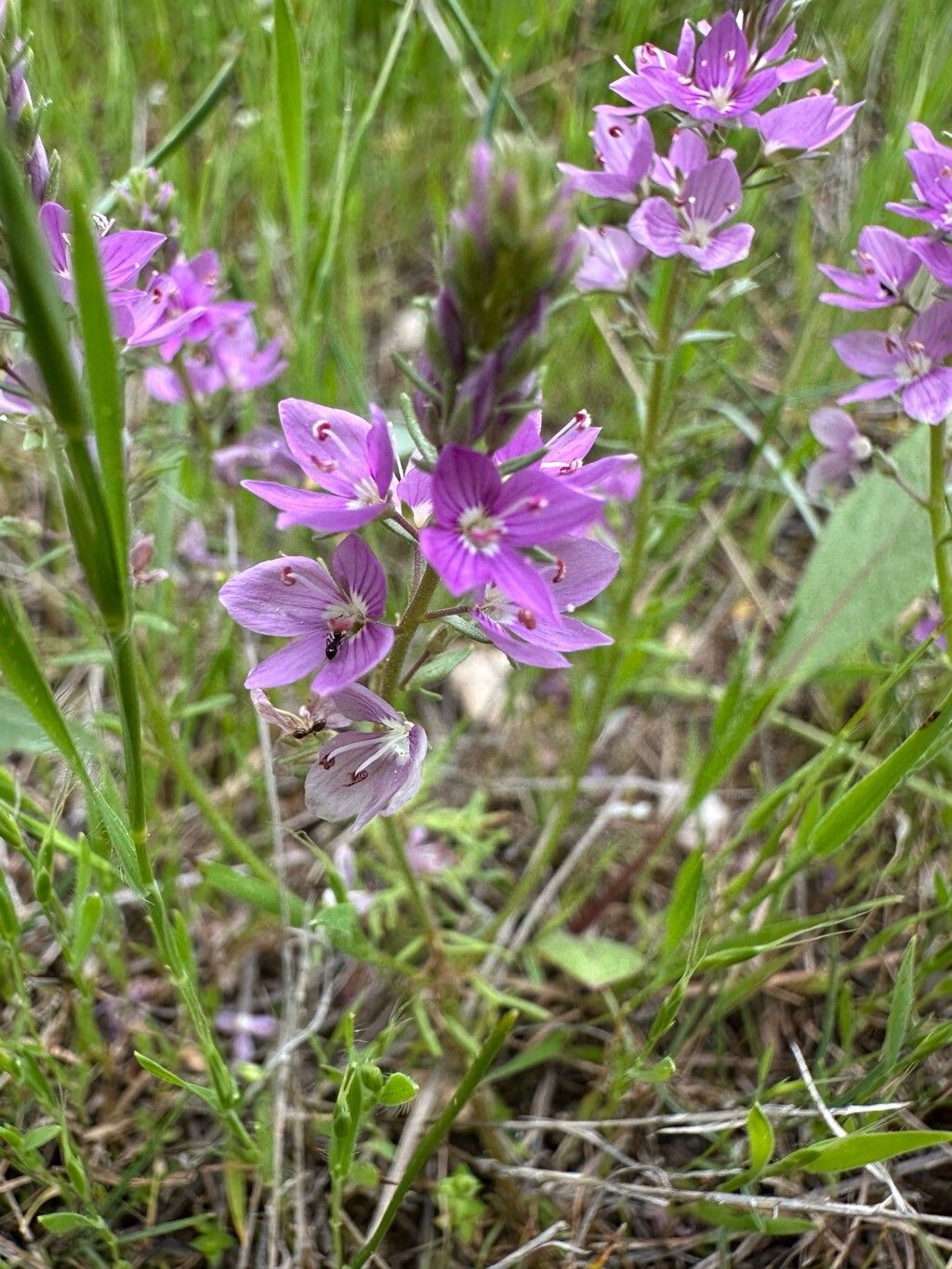 Veronica multifida flower