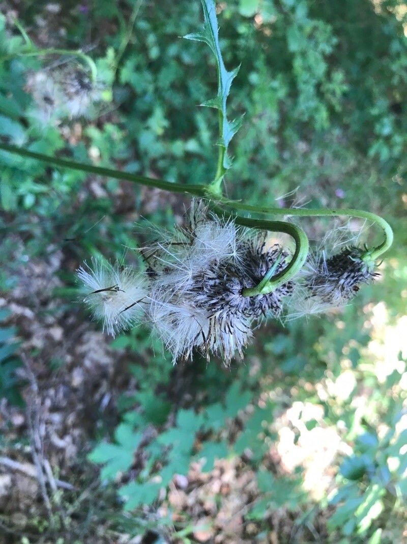 Cirsium erisithales fruit
