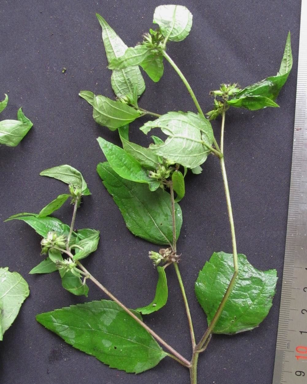 Garcilassa rivularis other