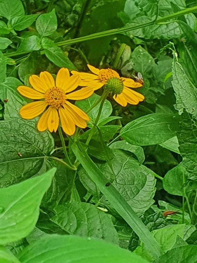 Aspilia pluriseta flower