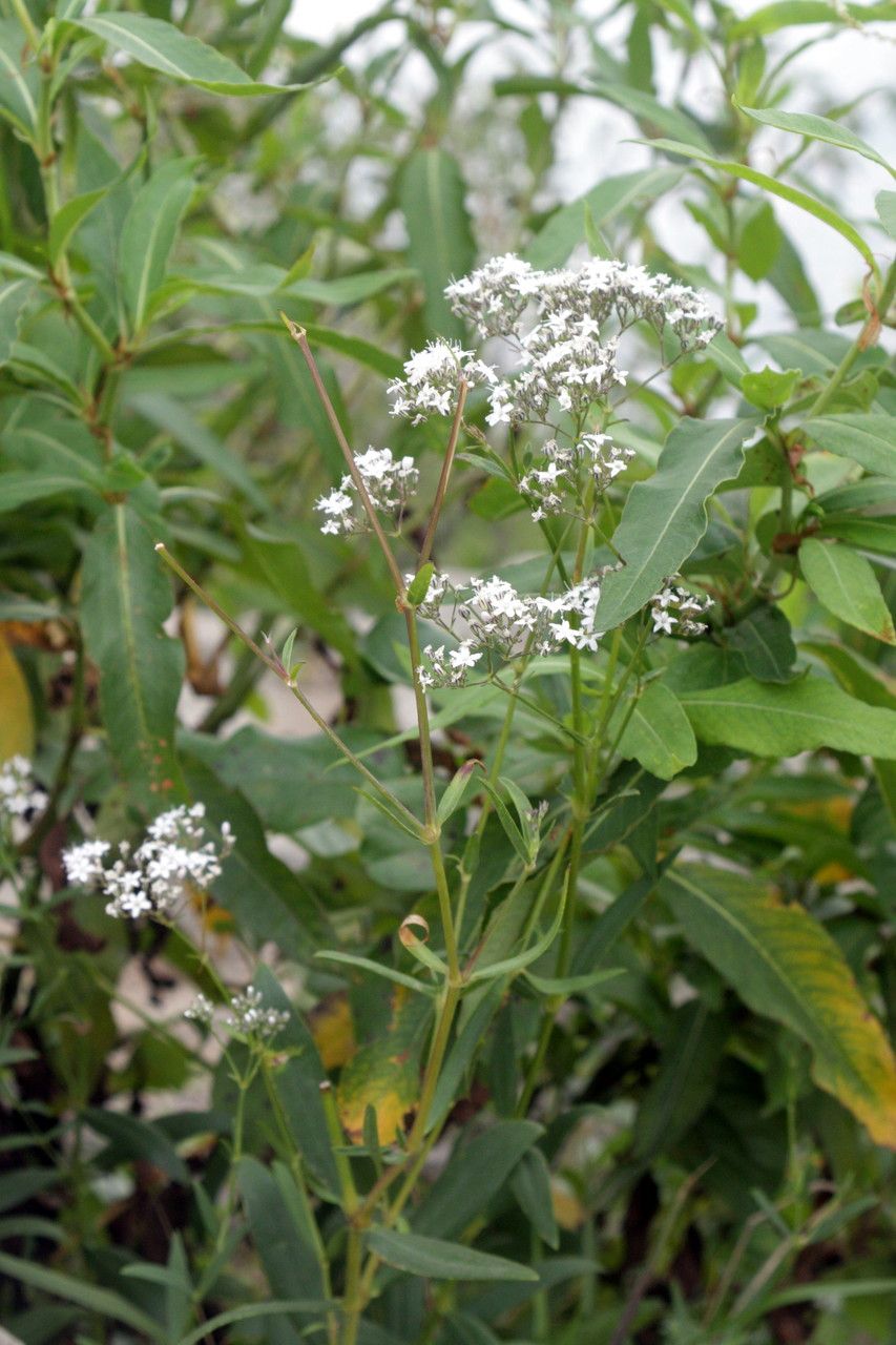 Gypsophila oldhamiana fruit