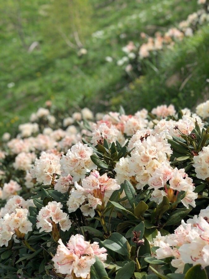 Rhododendron traillianum — houseplant care guide