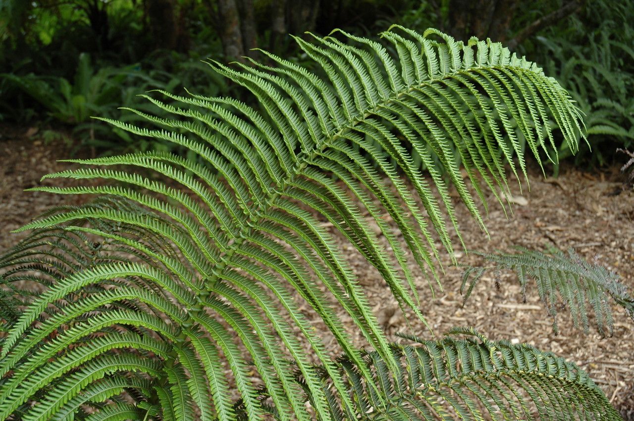 Sphenomeris chinensis — houseplant care guide