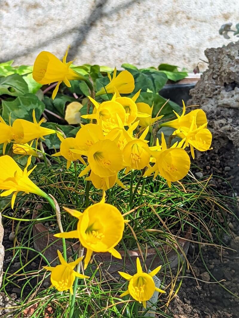 Narcissus obesus flower