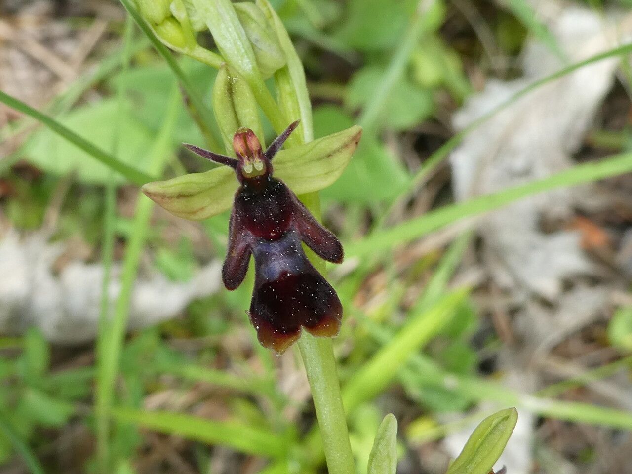 Ophrys insectifera flower