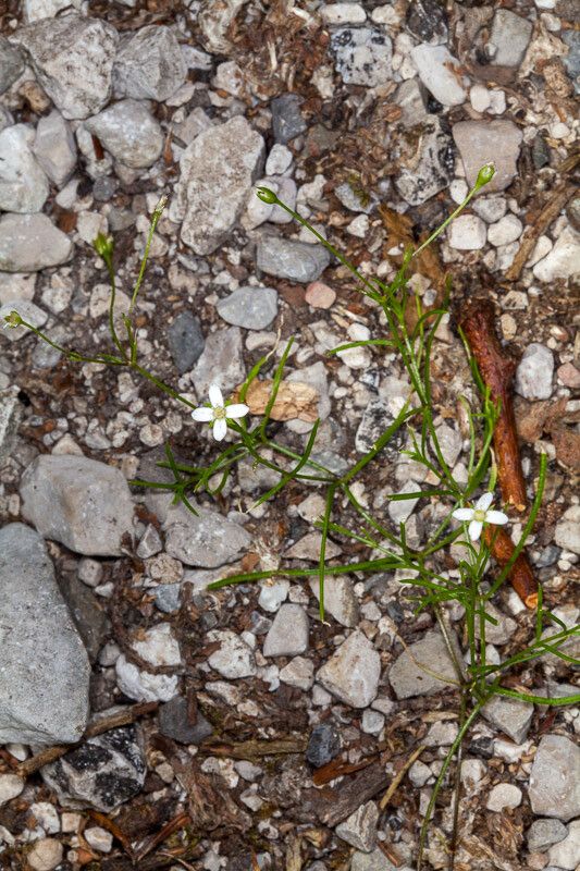 Moehringia tommasinii — houseplant care guide