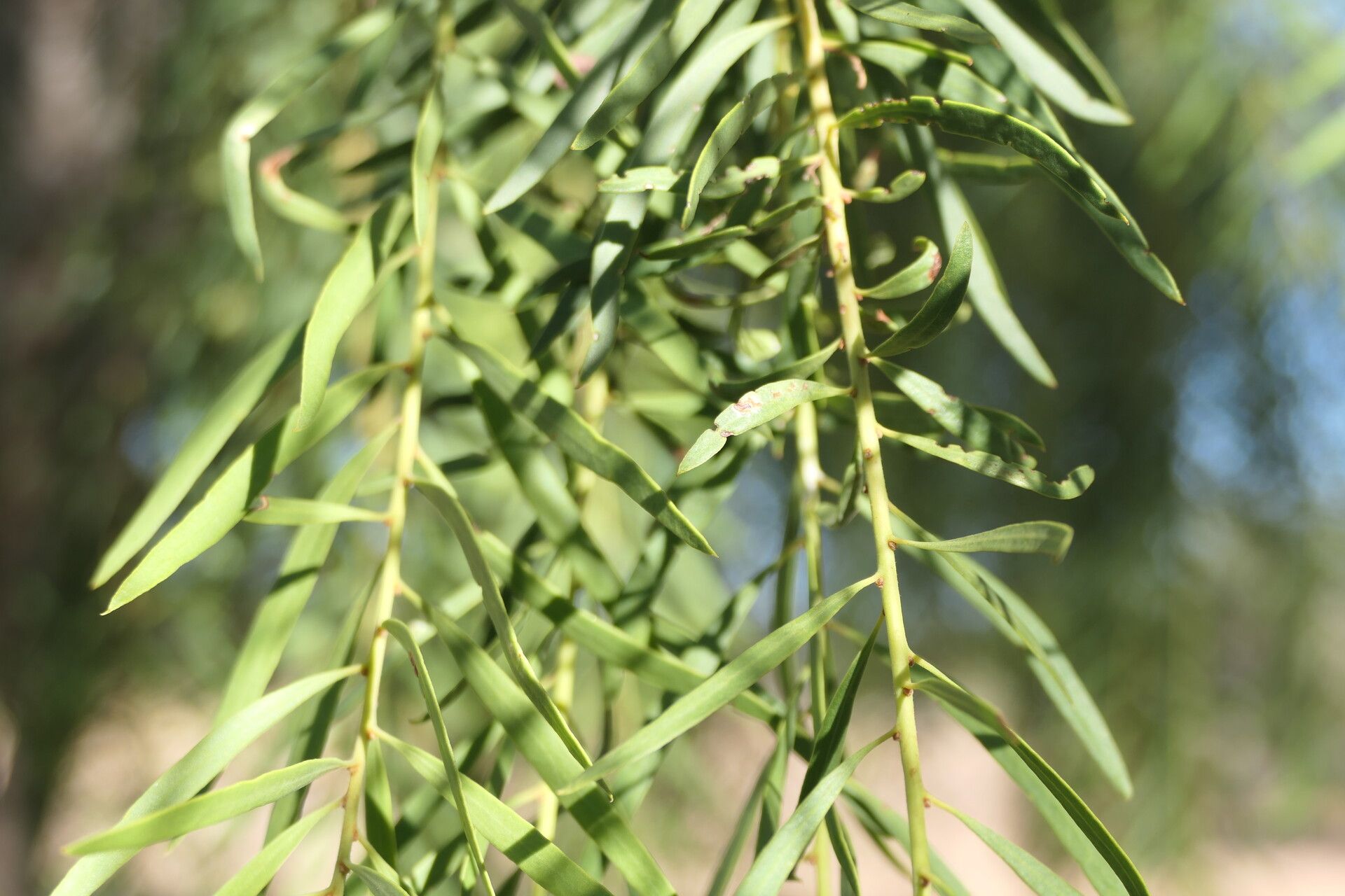 Euclea pseudebenus — related species from the same genus